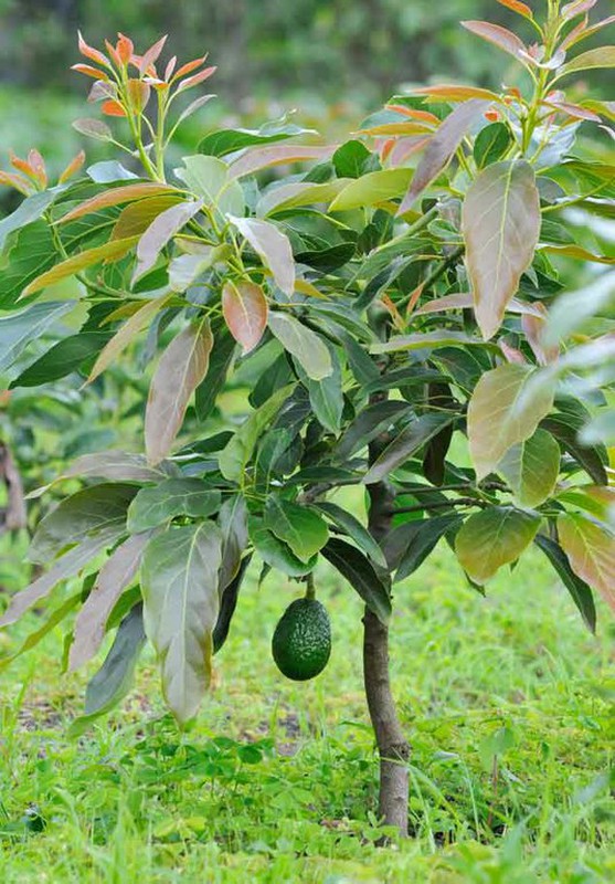 planta-de-Limon Americano